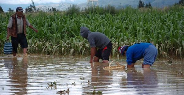 El Seguro Agrario tiene el objetivo de proteger a los productores agrícolas más pobres del país afectados por lluvias, granizos, inundaciones, heladas o sequías