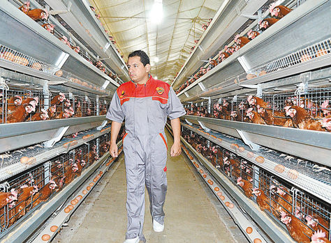 Santa Cruz. Un trabajador de la granja de pollos San Lorenzo.