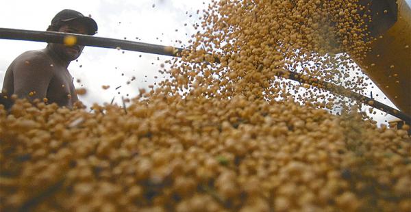 producción del grano de oro el precio de la tonelada de soya no es atractivo para los soyeros Las primeras cosechas de soya están rindiendo casi dos toneladas por hectárea en     la zona este