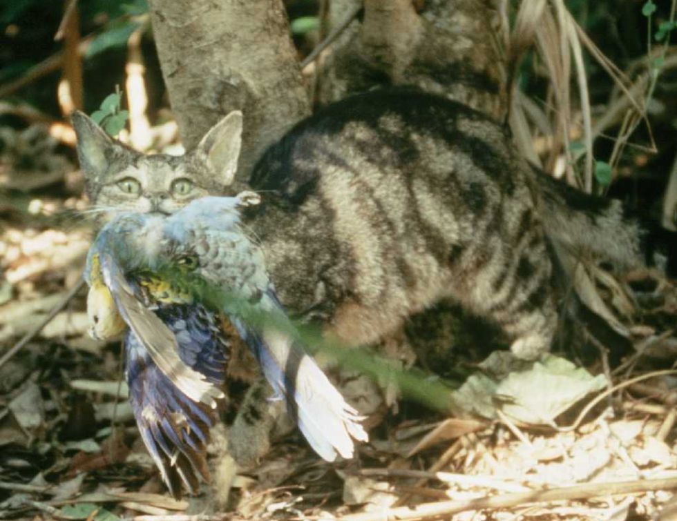 Un gato asilvestrado ataca a un ave en Australia.