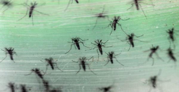 El virus del zika se contrae a través de la picadura del mosquito Aedes Aegypti