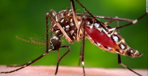 El mosquito Aedes aegypti es responsable de la transmisión de este virus