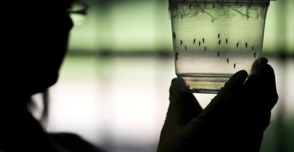 El virus zika y el dengue son transmitidos por el mosquito Aedes Aegypti