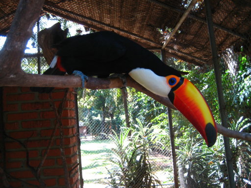 tucan