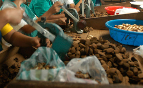Quebrado manual de la castaña en una planta beneficiadora de Trinidad. Foto: Nicolás Quinteros-Archivo