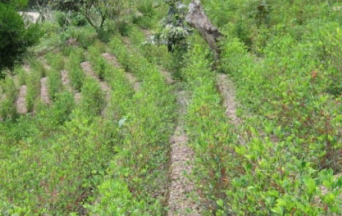 Gobierno se comprometió ante la ONU a recoger la totalidad de la producción de coca legal