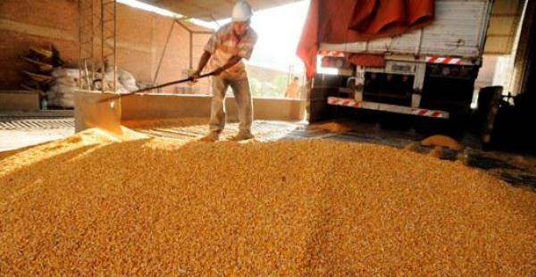 El mercado Abasto en la capital cruceña es un punto de referencia comercial del grano amarillo. Los productores indican que el déficit de lluvias en el chaco cruceño afectó algunos sembradíos