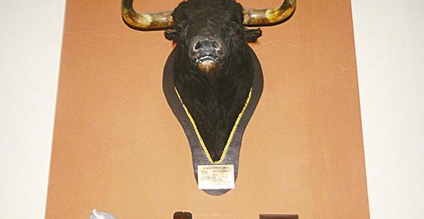 BISONTE. La réplica de un bisonte que siempre admiraba Jorge Roca, es una de las reliquias que quedó y se conserva pero ahora está incautada por orden fiscal en la propiedad Horizonte de la vía al norte