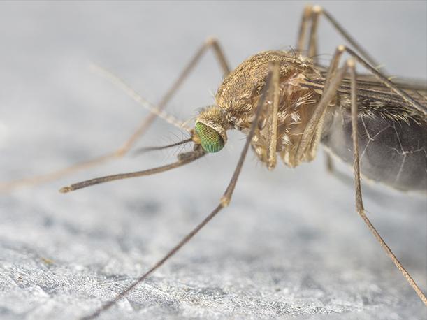 Zika: con tu smartphone puedes ayudar a combatir esta enfermedad