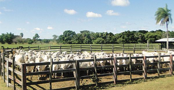 El ganado que se encuentra incautado en la hacienda Horizonte a una familia involucrada en el caso