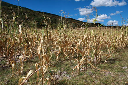 Sequía afecta a 3 municipios  de la provincia Cordillera 