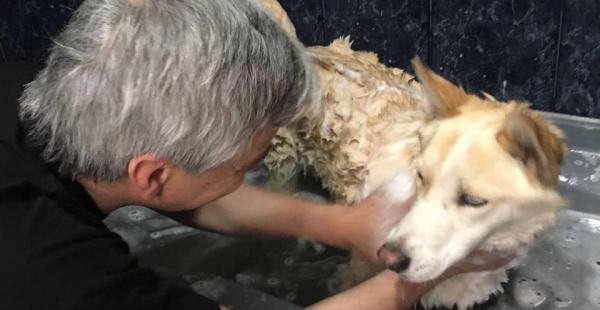 Qhana y Athenea son los nombres de sus cachorros