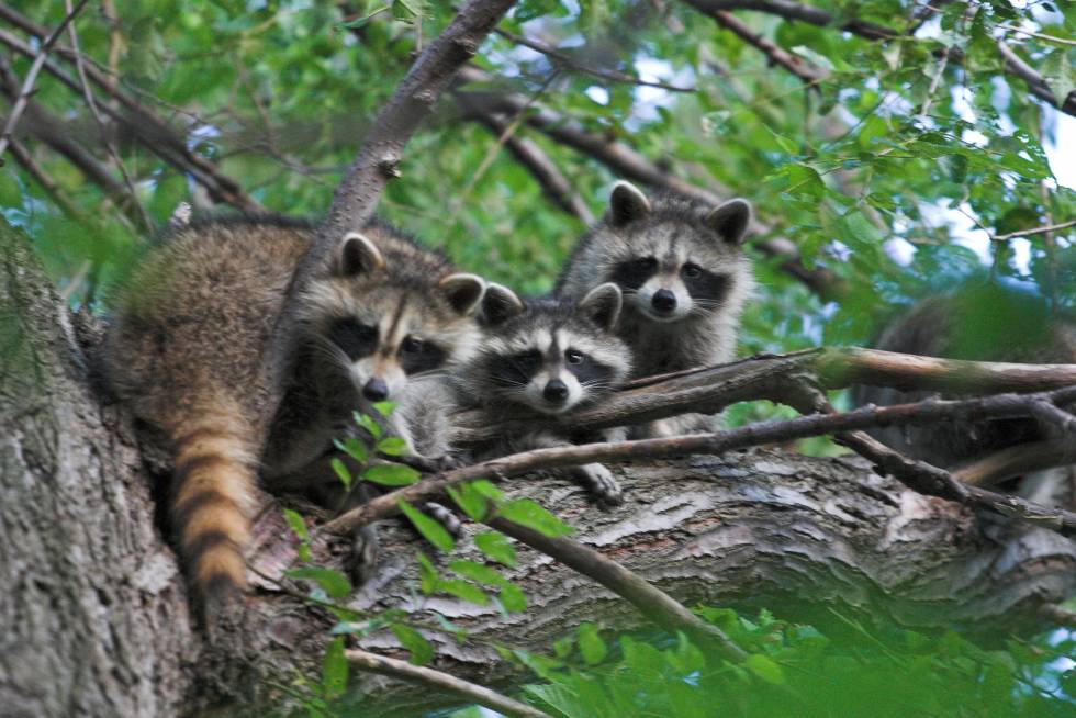 El mapache está entre los mamíferos que portan más zoonosis.
