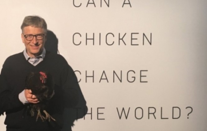 Bolivia es uno de los países que recibirá gallinas donadas por Bill Gates
