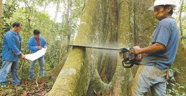 Técnicos de La Chonta verifican que el árbol a talar sea el que figura en el censo forestal
