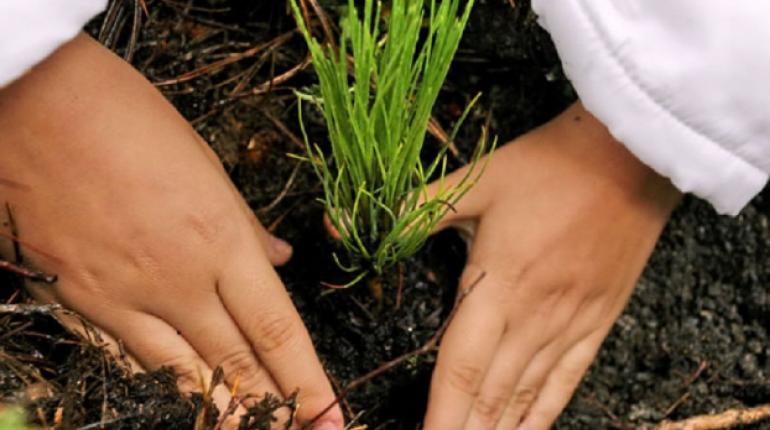 Reforestación. | Foto ilustrativa | Internet