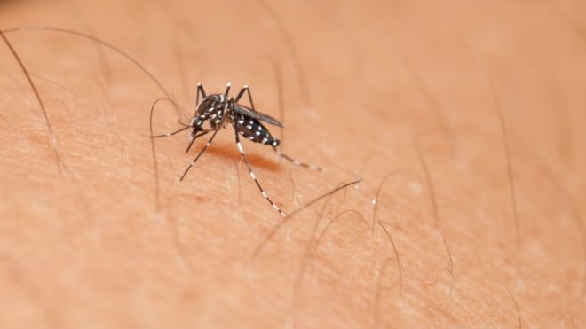 160113233325_zika_mosquito_624x351_thinkstock_nocredit