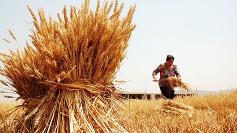 Cultivo de trigo en Bolivia
