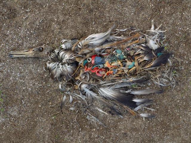 Albatros de Laysan con residuos plásticos en su interior