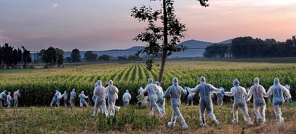 Acción contra cultivos presuntamente transgénicos en Torroella de Montgrí (Girona) Acción contra cultivos presuntamente transgénicos en Torroella de Montgrí (Girona)