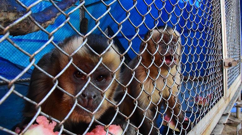 Una pareja de monos capuchinos que llegó al refugio del Centro de Atención y Derivación de la Alcadía. Cumplieron la cuarentena y esperan su traslado a su hábitat o un parque natural. | Daniel James