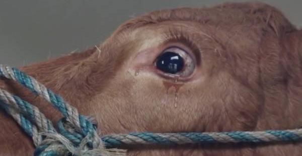 Vaca llora foto