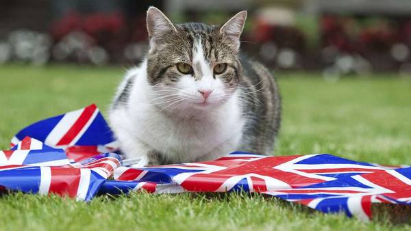 Larry el gato de Downing Street. / Reuters