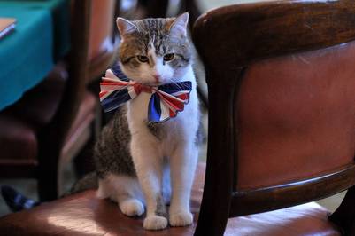 Larry, el "cazador de ratones en jefe de la sede del gobierno" británico./ AFP