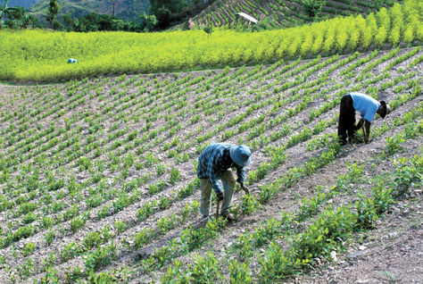 La Paz. Dos productores de coca trabajan en su cultivo ubicado en Sud Yungas. El producto sale al mercado de Adepcoca. Foto: Archivo