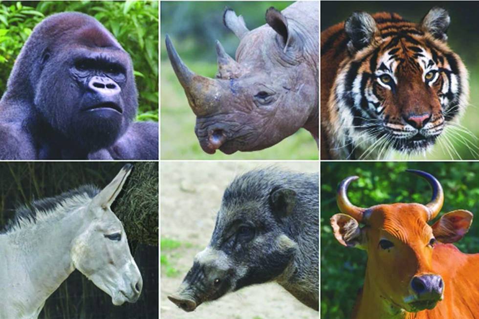 La Tierra podría quedarse sin sus grandes mamíferos. La Tierra podría quedarse sin sus grandes mamíferos.