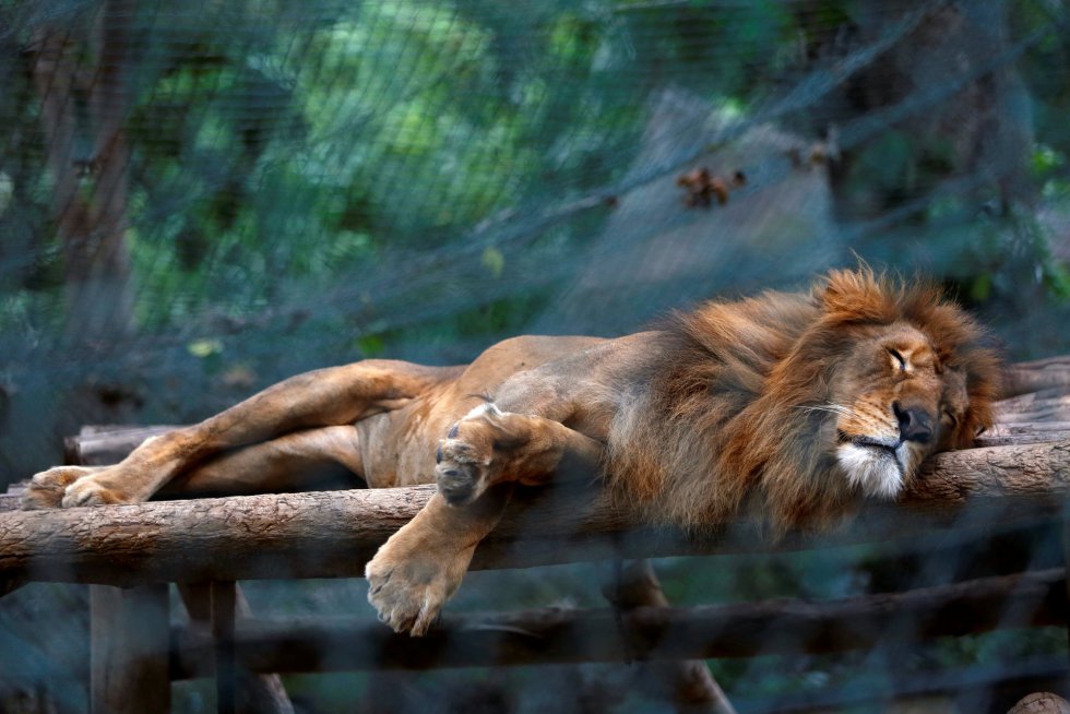 Centenares de animales se mueren de hambre debido a la grave falta de recursos que ha producido la crisis económica en Venezuela. En la imagen, un león duerme dentro de una jaula del zoo Caricuao de Caracas, el 12 de julio de 2016.