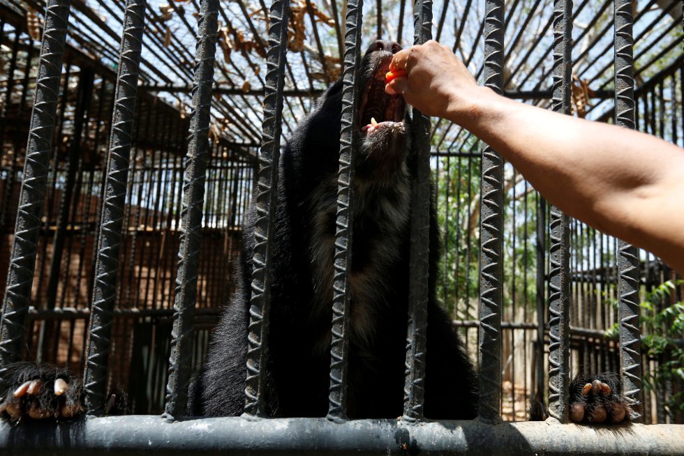 Cuando comenzó a escasear la comida, los cuidadores de los animales trataron de alimentar con mangos y calabazas a grandes depredadores, como leones y tigres, en un intento de saciarlos ante la falta de alimento. Un trabajador alimenta con papaya a un oso andino, en el zoo venezolano de Paraguaná en Punto Fijo, el 22 de julio de 2016.