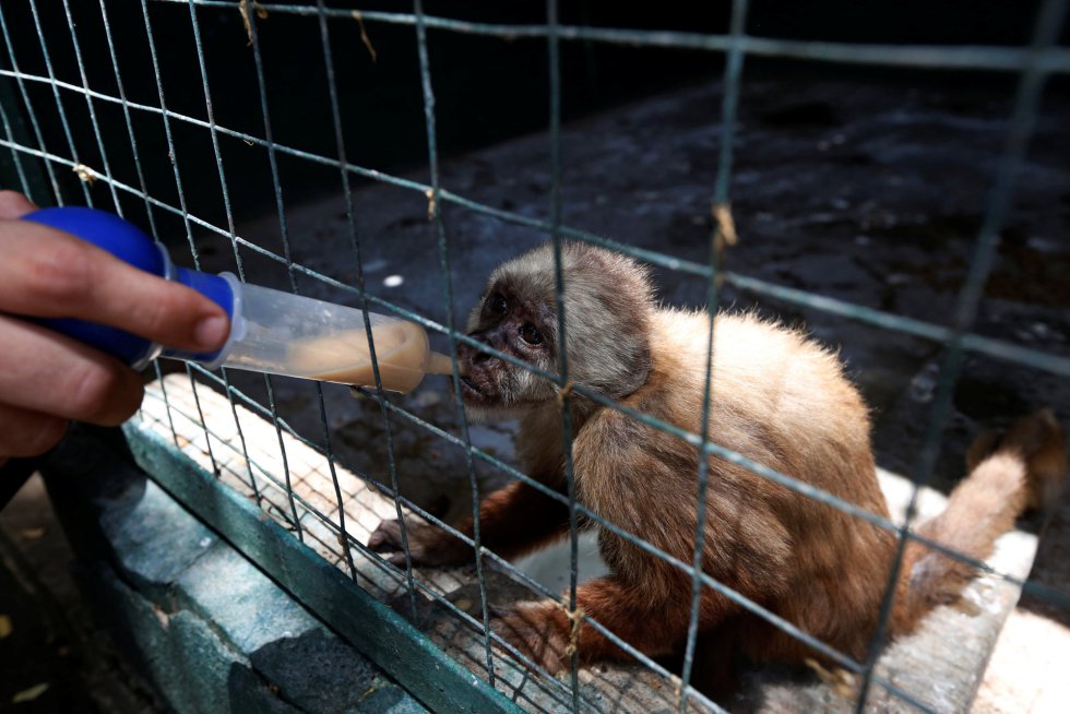 "Se necesitan ingresos económicos y suministros alimenticios y medicinales de forma estable y consecuente, de lo contrario se mantiene el riesgo de que se cierre el zoo", ha admitido Marisabel Santana, directora del parque Paraguaná. En la imagen, un trabajador suministra vitaminas con una jeringuilla a un mono capuchino, en el zoo de Punto Fijo, el 22 de julio de 2016.
