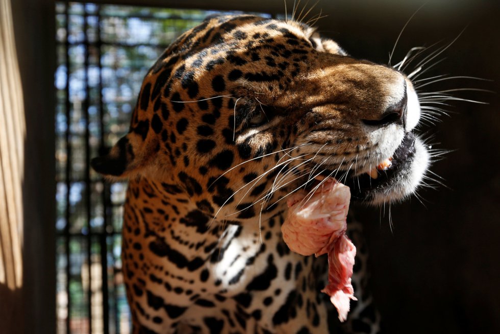 La Fiscalía venezolana ha abierto una investigación sobre la muerte de los animales, además de investigar el caso de un caballo que fue robado y posteriormente descuartizado para