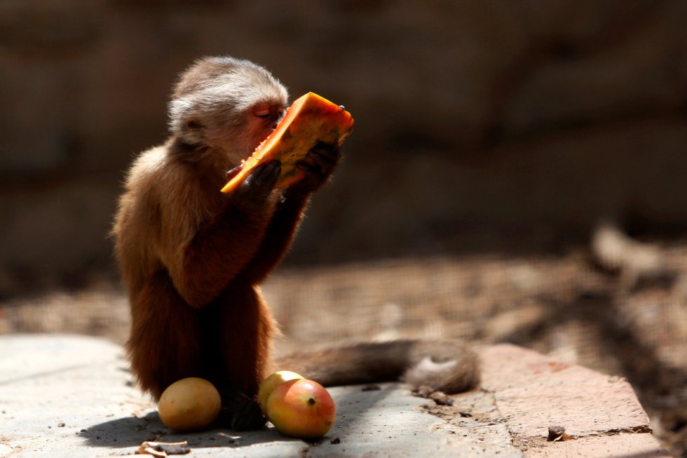 Ante la situación, la directora del parque Paraguaná ha anunciado que el zoológico planea trasladar a una docena de animales -los que más comida consumen- a un parque en el estado de Mérida, cerca de los Andes. Aunque este parque también atraviesa dificultades, podría ofrecerles mejor calidad de vida, ya que cuenta con más recursos, espacio y un clima más benigno. En la imagen, un mono capuchino come un trozo de papaya en el zoo Paraguana de Punto Fijo, Venezuela.