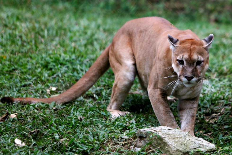A pesar de los esfuerzos de los trabajadores del zoo de Caricuao, unos 50 animales han muerto de inanición en los últimos seis meses, según ha denunciado el sindicato del Instituto Nacional de Parques (Inparques), la institución encargada de supervisar los parques y los zoológicos públicos del país. En la imagen, un puma del zoo Caricuao, en Caracas (Venezuela), el 12 de julio de 2016.