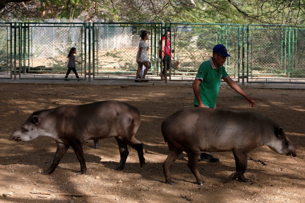 Un trabajador del zoo Paraguana de Punto Fijo, en Venezuela, camina junto a los tapires.