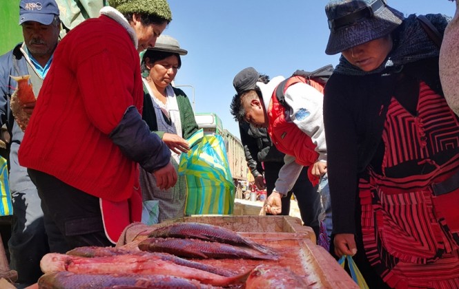 El sabor del sábalo de Villamontes llega a El Alto y genera una cadena económica en invierno