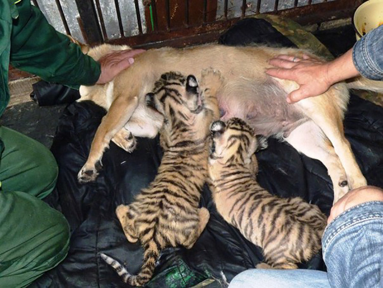 tigre