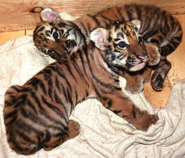 tigre2