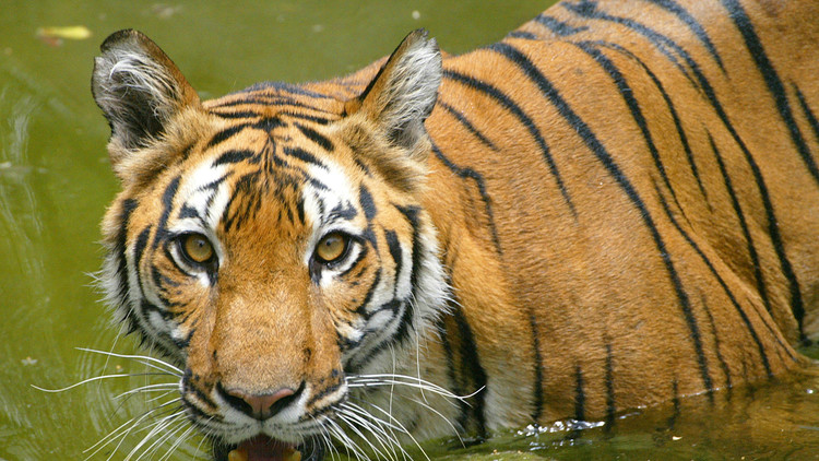  El tigre de Bengala real