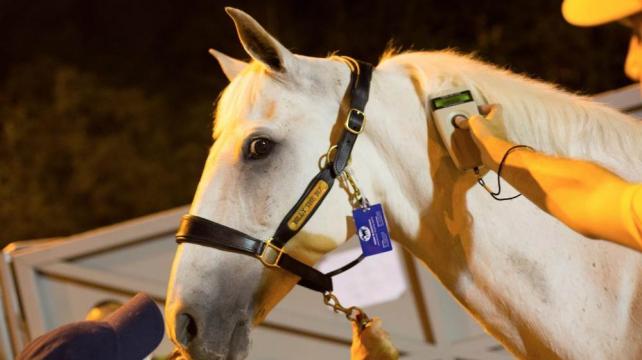 Más de 300 caballos llegarán a Río para competir de los juegos olímpicos. Foto: Río 2016 %image_alt%