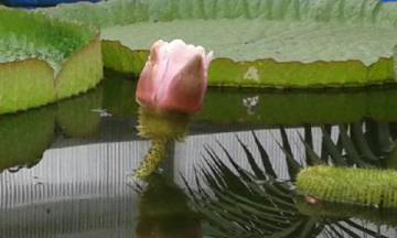 La flor, este jueves a las siete de la tarde, todavía cerrada pero con sus pétalos tornados al color rosa. La flor, este jueves a las siete de la tarde, todavía cerrada pero con sus pétalos tornados al color rosa.