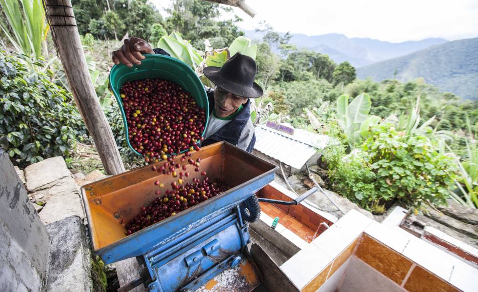 Raúl Mamaní, uno de los productores más destacados de café en Perú. Raúl Mamaní, uno de los productores más destacados de café en Perú.