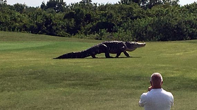 Es común ver cocodrilos en los campos de golf. Foto: Internet %image_alt%