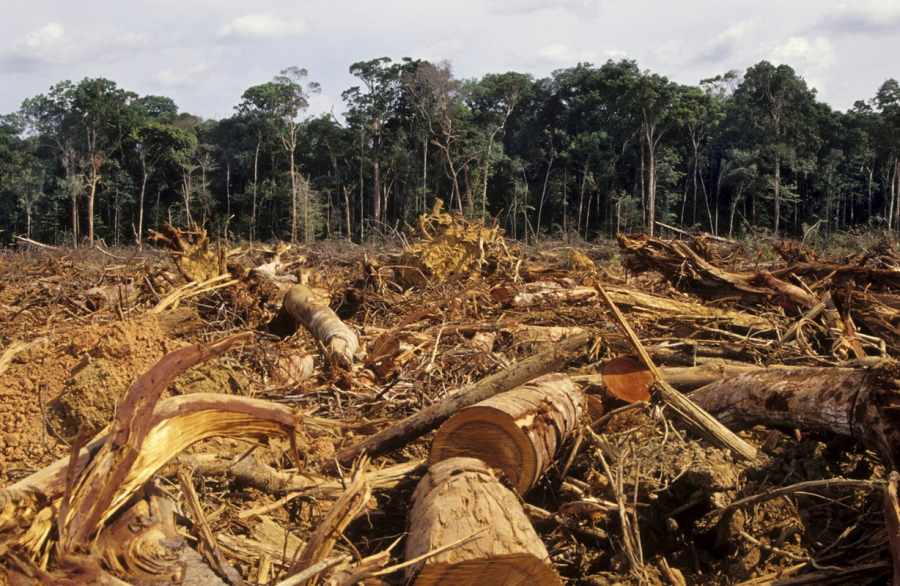 FAO: se puede producir más  alimentos sin talar bosques