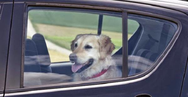 En La Paz será prohibido encerrar a las mascotas en el automóvil