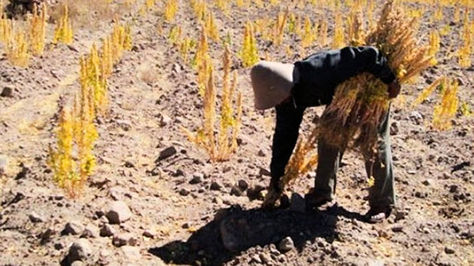Sequía en Potosí por efecto de la escasez de lluvias