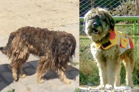 Este es el antes y el después de "Rastas", uno de los perros rescatados por el personal de La Paz Bus. 
