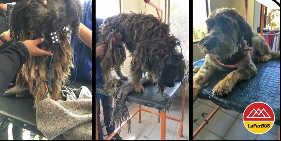 Las imágenes muestran la primera vez que rastas recibió un corte de pelo y un baño